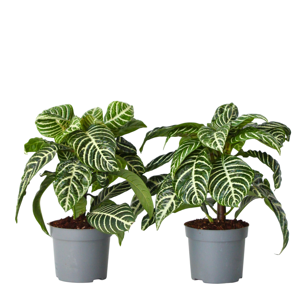 Zebra Plant - 2 Pcs. - Aphelandra Squarrosa 'botanica' - Height 25-45cm - ⌀13cm | Set of 2 | Green