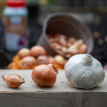 Spring Trio Pack – Onion Crusado, Shallot Golden Gourmet & Garlic Picardy Wight | Set of 60