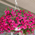 Hayloft Calibrachoa Collection - Mini Petunias, Set Of 5 Young Plants