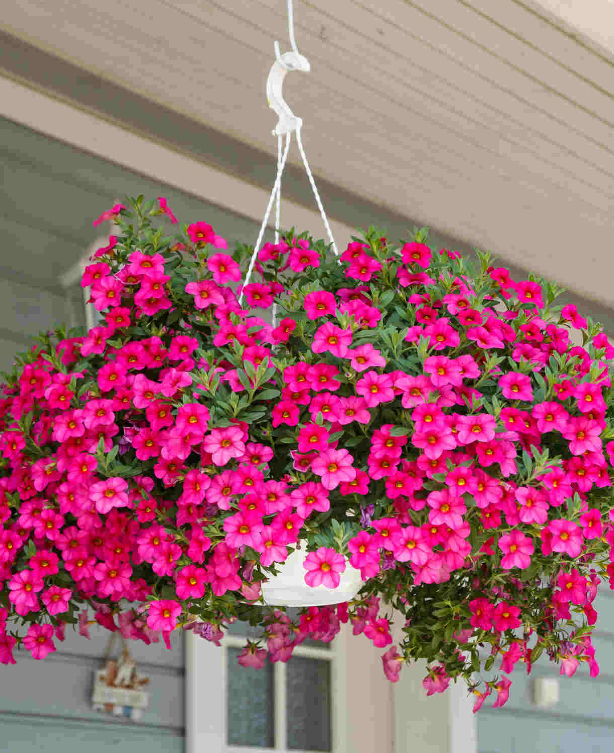 Hayloft Calibrachoa Collection - Mini Petunias, Set Of 5 Young Plants