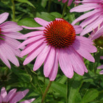 Echinacea Purpurea Leuchtstern - 9cm Pots | 1 x 9cm | Purple