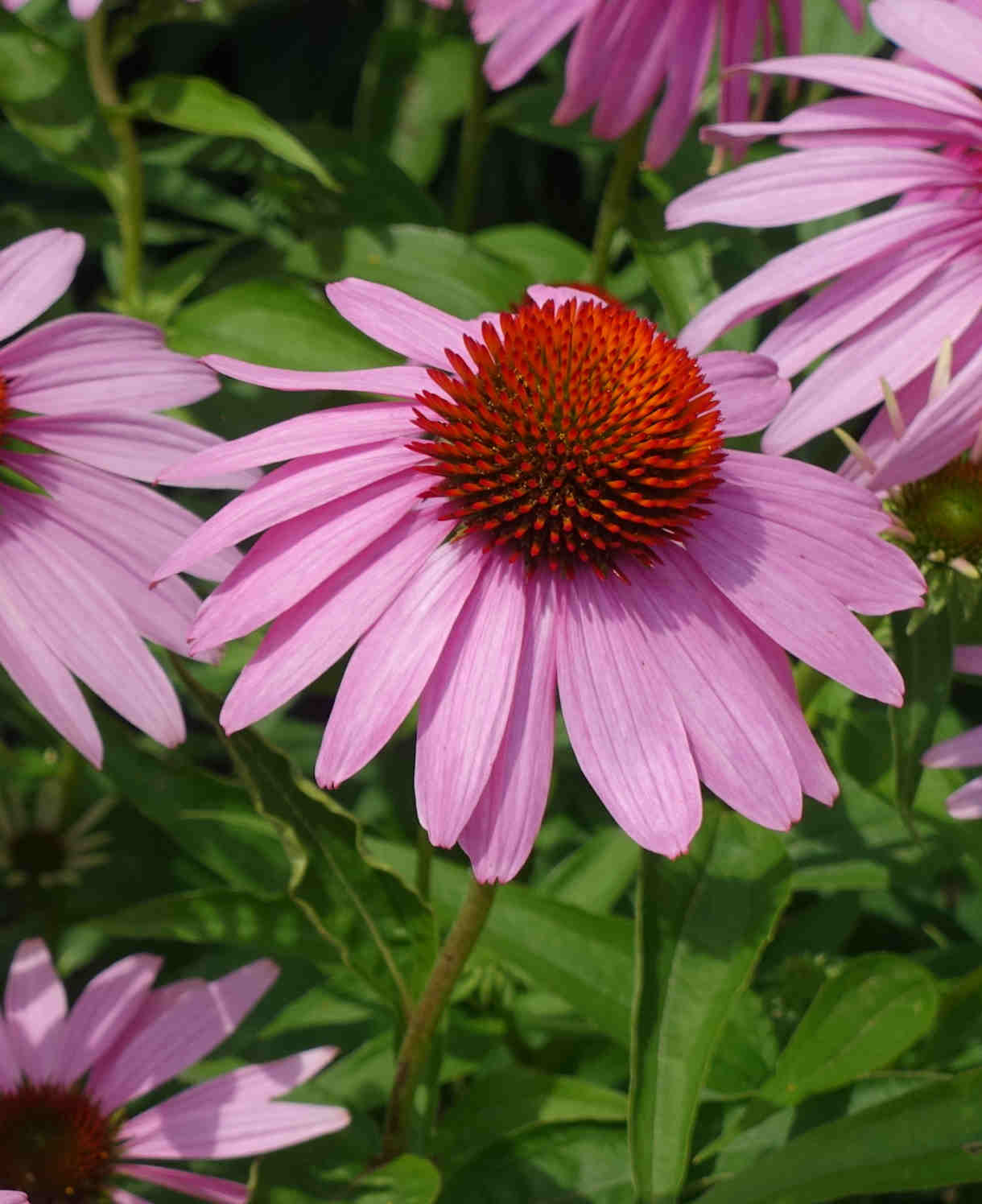 Echinacea Purpurea Leuchtstern - 9cm Pots | 1 x 9cm | Purple