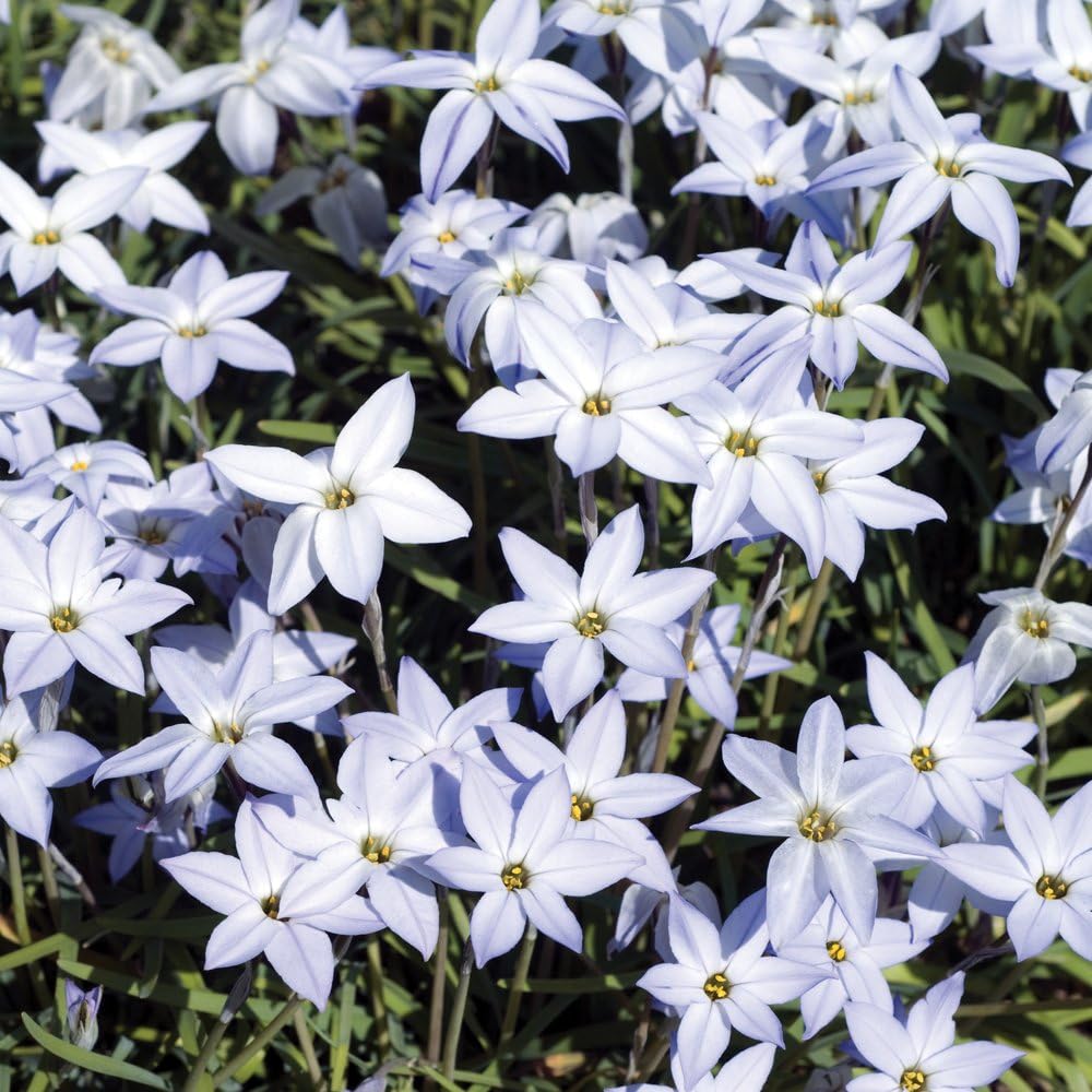 Ipheion Mix Bulbs | 80 x Bulbs