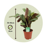 Never Never Plant - 2 Pcs. - Ctenanthe 'burle-marxii' - Height 30-40cm - ⌀14cm | Set of 2 | Green