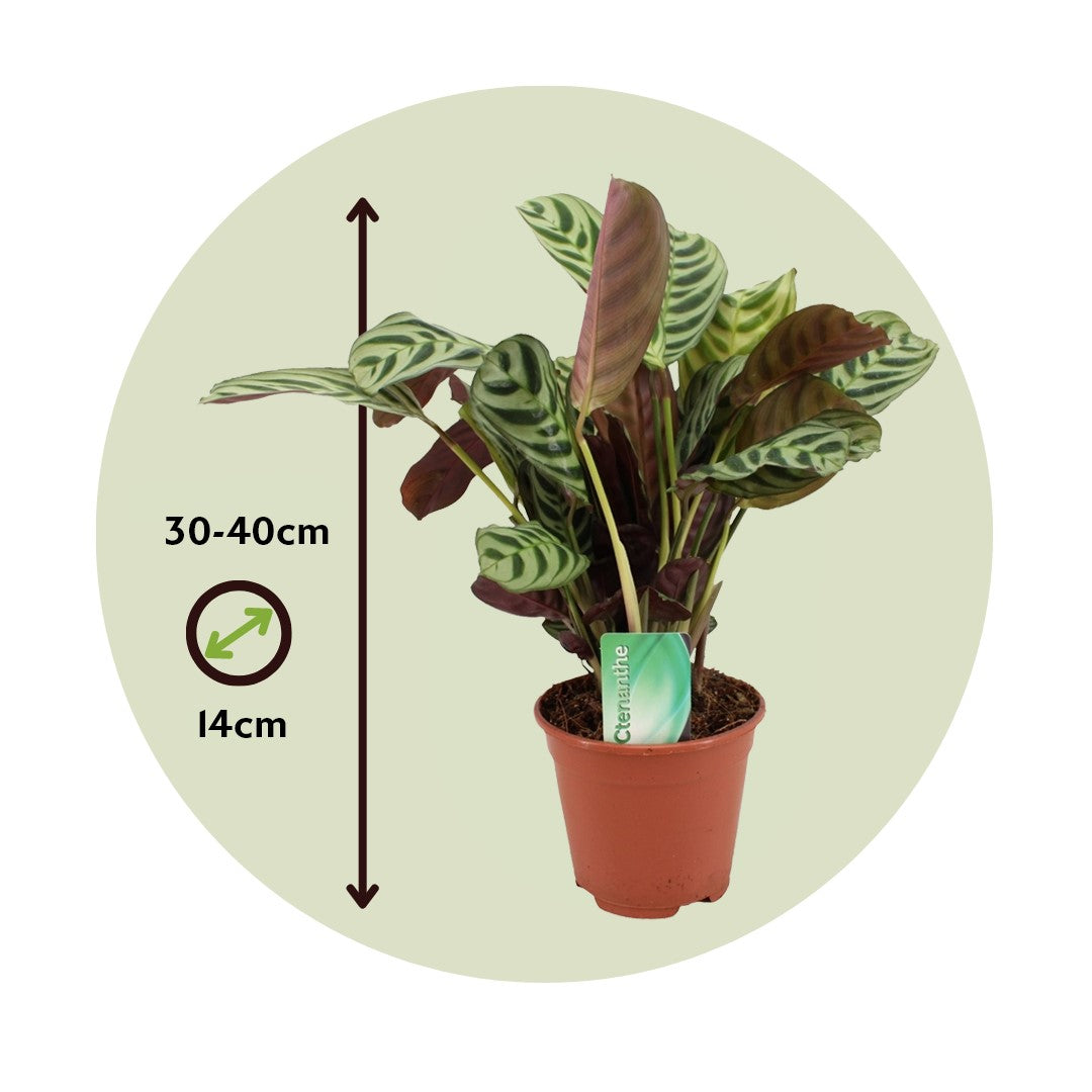 Never Never Plant - 2 Pcs. - Ctenanthe 'burle-marxii' - Height 30-40cm - ⌀14cm | Set of 2 | Green