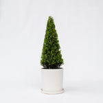 Japanese Holly - Ilex Crenata 'Jenny' - Height 55-65cm - ⌀21cm | Set-of-1 | Green