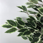 Artificial 130cm Tall Variegated White/green Bushy Ficus Tree