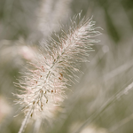 Fountain Grass - Pennisetum Alopecuroides 'hameln' - Height 20-30cm - ⌀23cm | Set of 1 | Green
