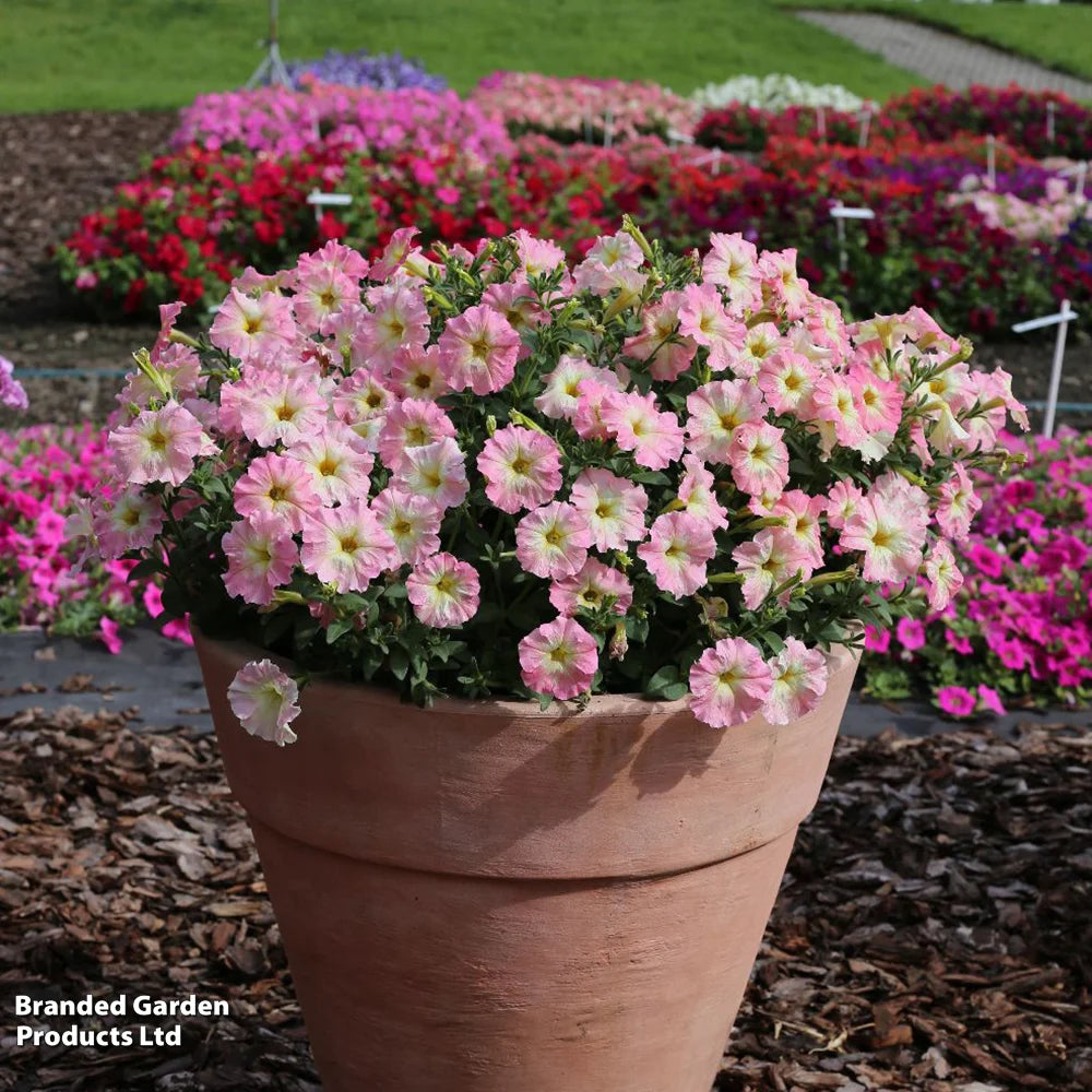 Petunia Vintage Pastel Pink Alenka F1 Garden Ready Plants For Baskets & Containers | 24 x Garden Ready Plants