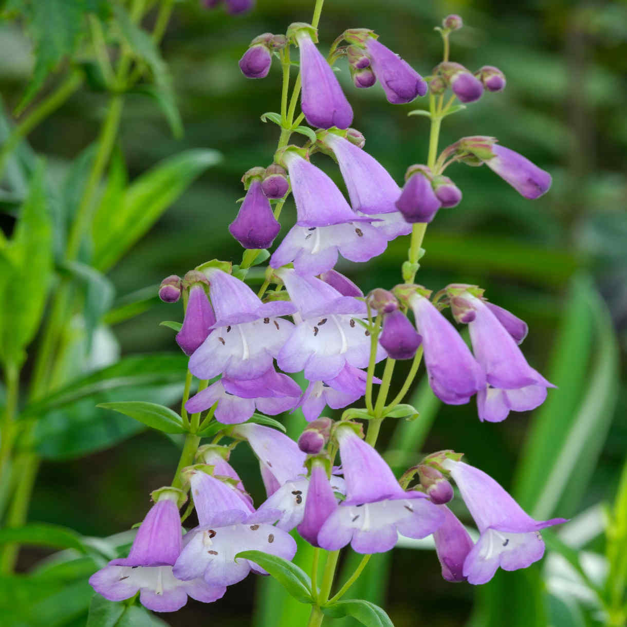 Penstemon Alice Hindley - 9cm Pots | 3 x 9cm | Purple