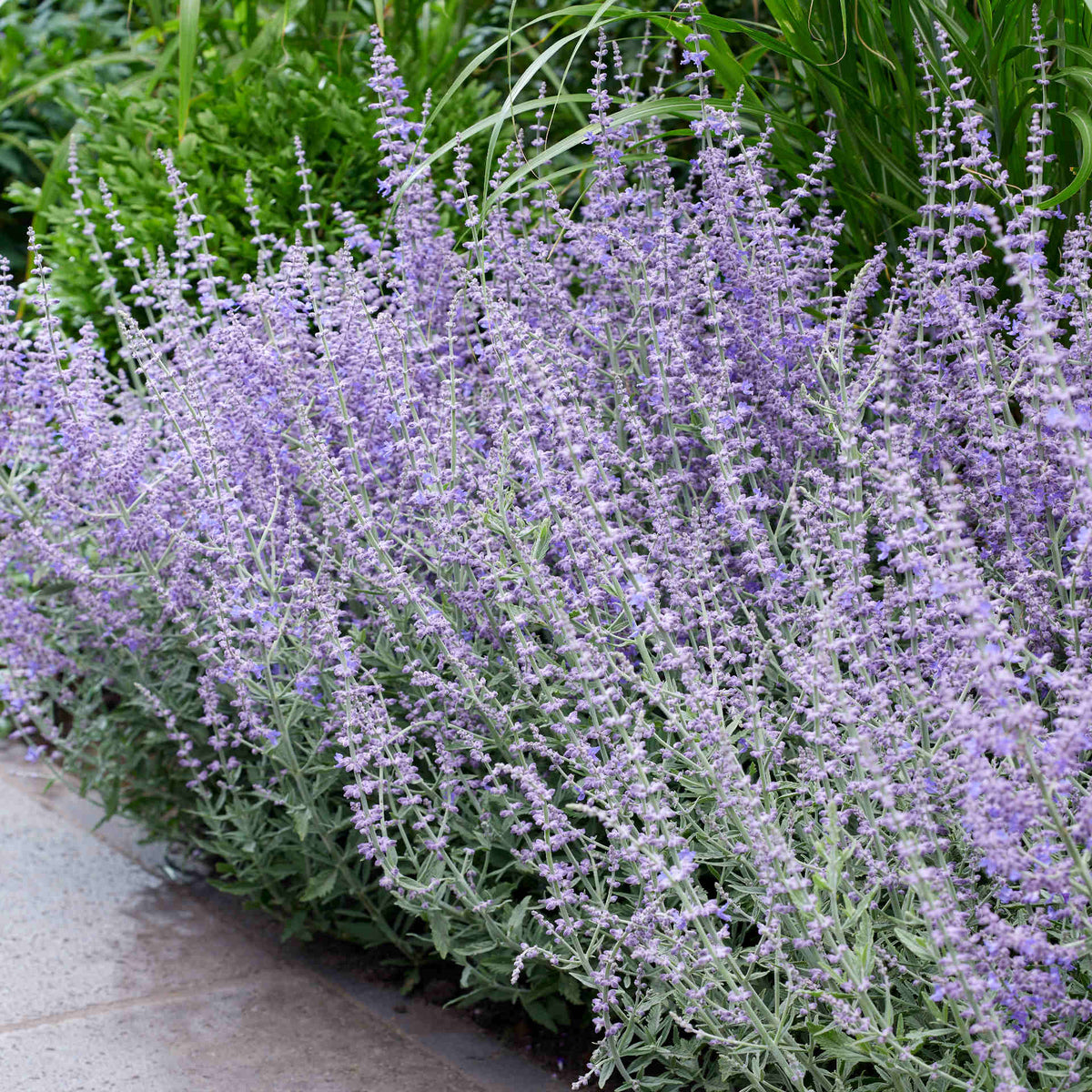 Hayloft Perovskia atriplicifolia 'Prime Time' - 9cm Pot