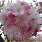 Prunus Pink Perfection Cherry Blossom Tree 6ft Tall Supplied In A 12 Litre Pot