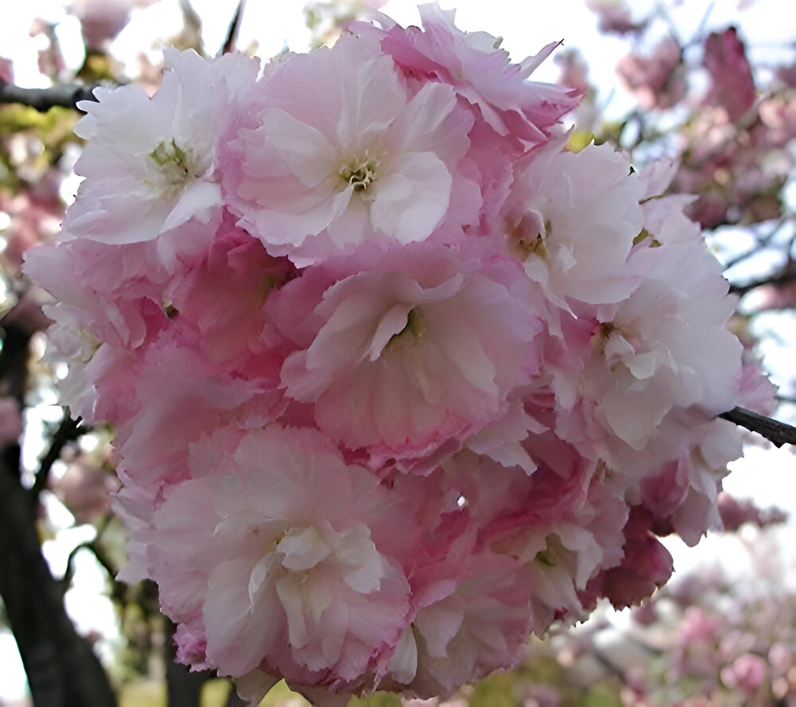 Prunus Pink Perfection Cherry Blossom Tree 6ft Tall Supplied In A 12 Litre Pot