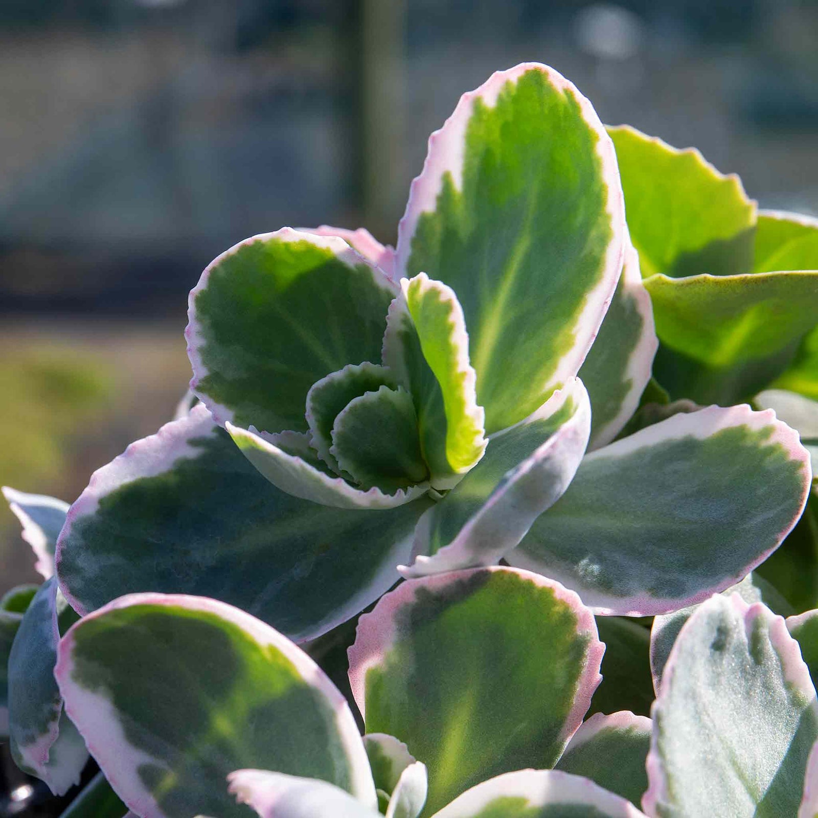 Sedum 'seduction La Vie En Rose' - Compact Variegated Perennial 9cm Plants | 3 x 9cm | Pink