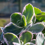 Sedum 'seduction La Vie En Rose' - Compact Variegated Perennial 9cm Plants | 1 x 2L | Pink