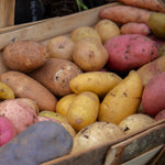 Seed Potato Collection Tubers | 3kg