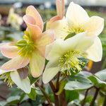 Helleborus 'snow Dance' Hellebore 50cm | 1 x 2L | Multi