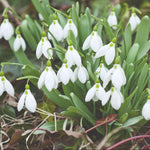 Snowdrop Single Flowered Bulbs | 8 x Bulbs