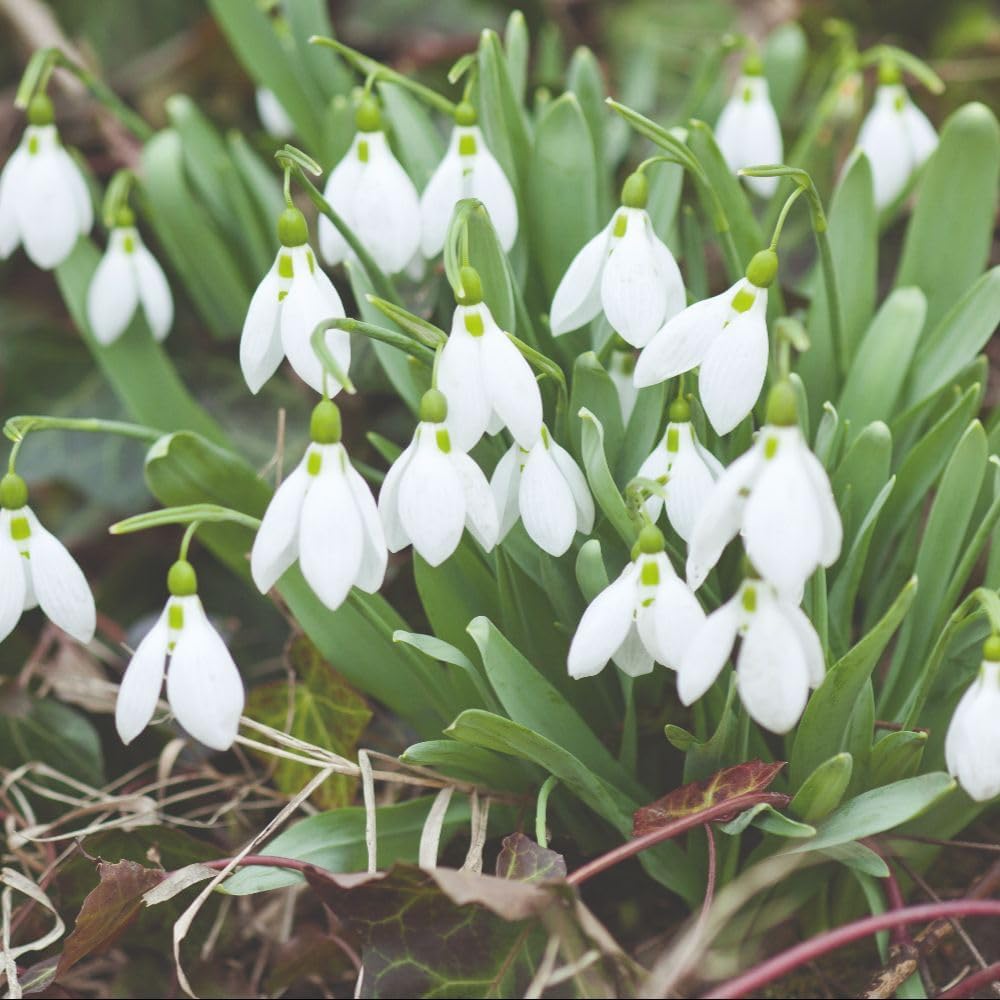 Snowdrop Single Flowered Bulbs | 8 x Bulbs