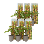 Kiwi Fruit - Actinidia Deliciosa 'jenny' - Height 20-40cm - ⌀9cm | Set of 6 | Green