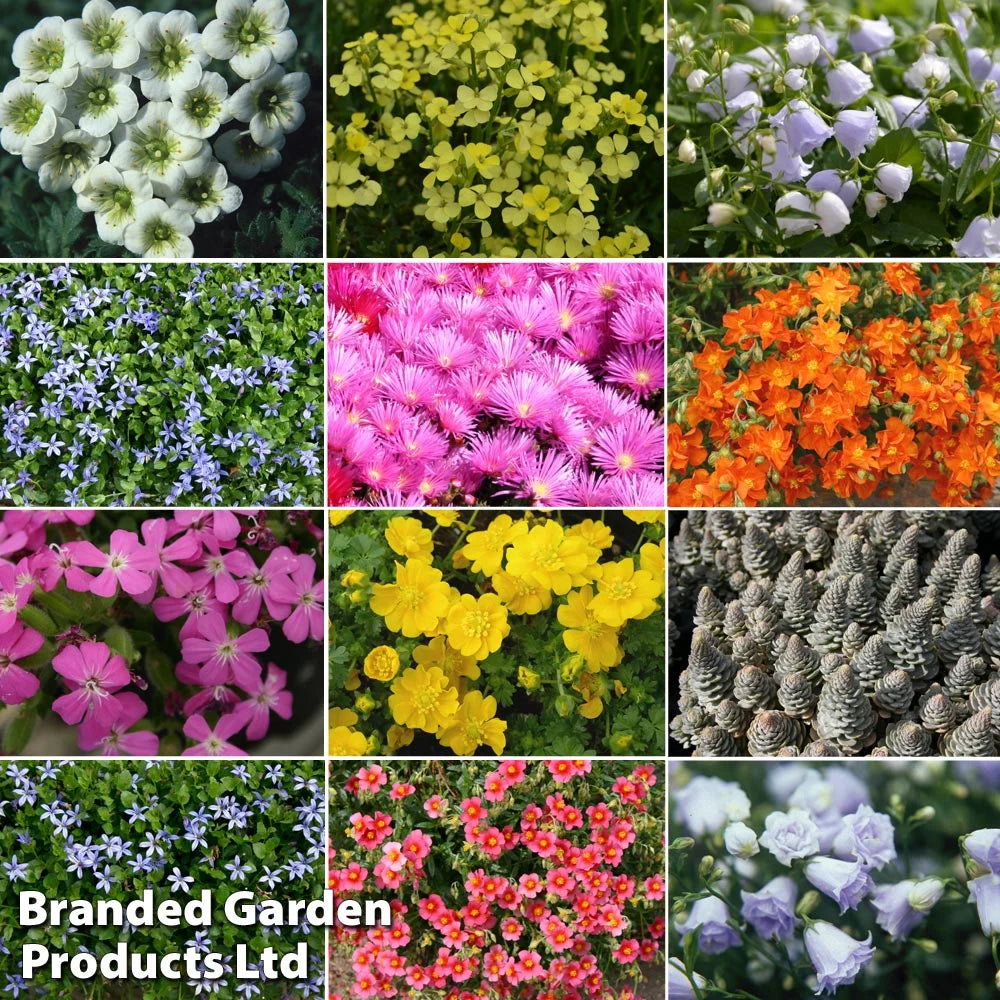 Mixed Alpine Collection Plants | Set-of-5