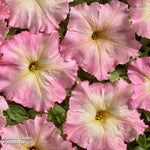 Petunia Vintage Pastel Pink Alenka F1 Garden Ready Plants For Baskets & Containers | 24 x Garden Ready Plants
