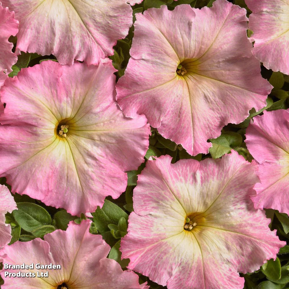 Petunia Vintage Pastel Pink Alenka F1 Garden Ready Plants For Baskets & Containers | 24 x Garden Ready Plants