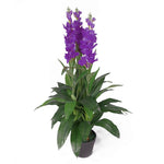 100cm Artificial Cymbidium Orchid Plant Extra Large Purple Flowers