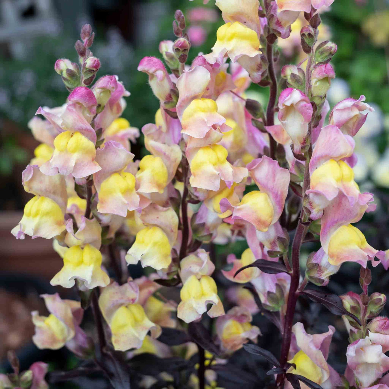 Antirrhinum Collection — Snap In Snapdragons, 3 Varieties, 6 Or 12 Plug Plants | Set-of-12 | Multi Colour