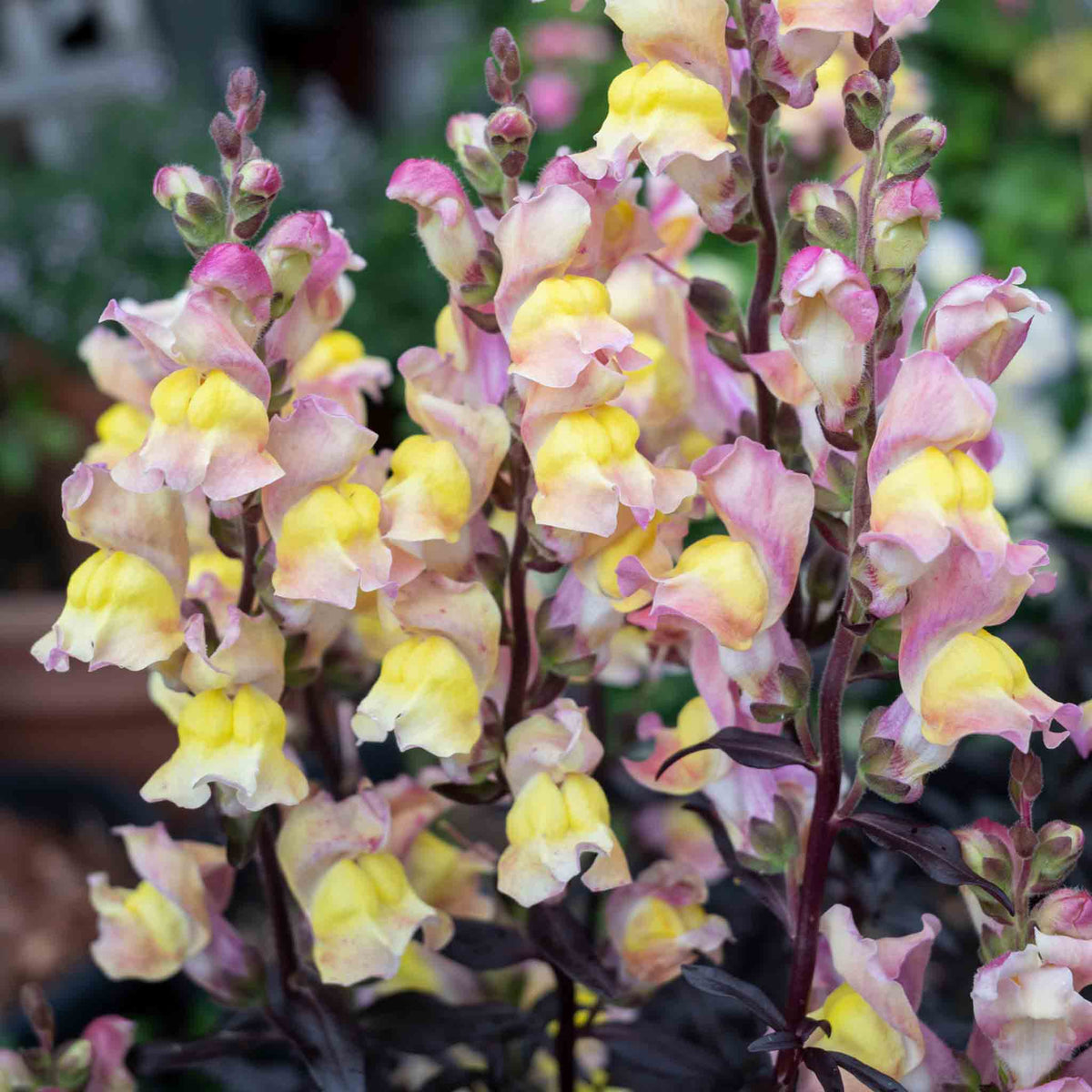 Antirrhinum Collection — Snap In Snapdragons, 3 Varieties, 6 Or 12 Plug Plants | Set of 12 | Multi Colour