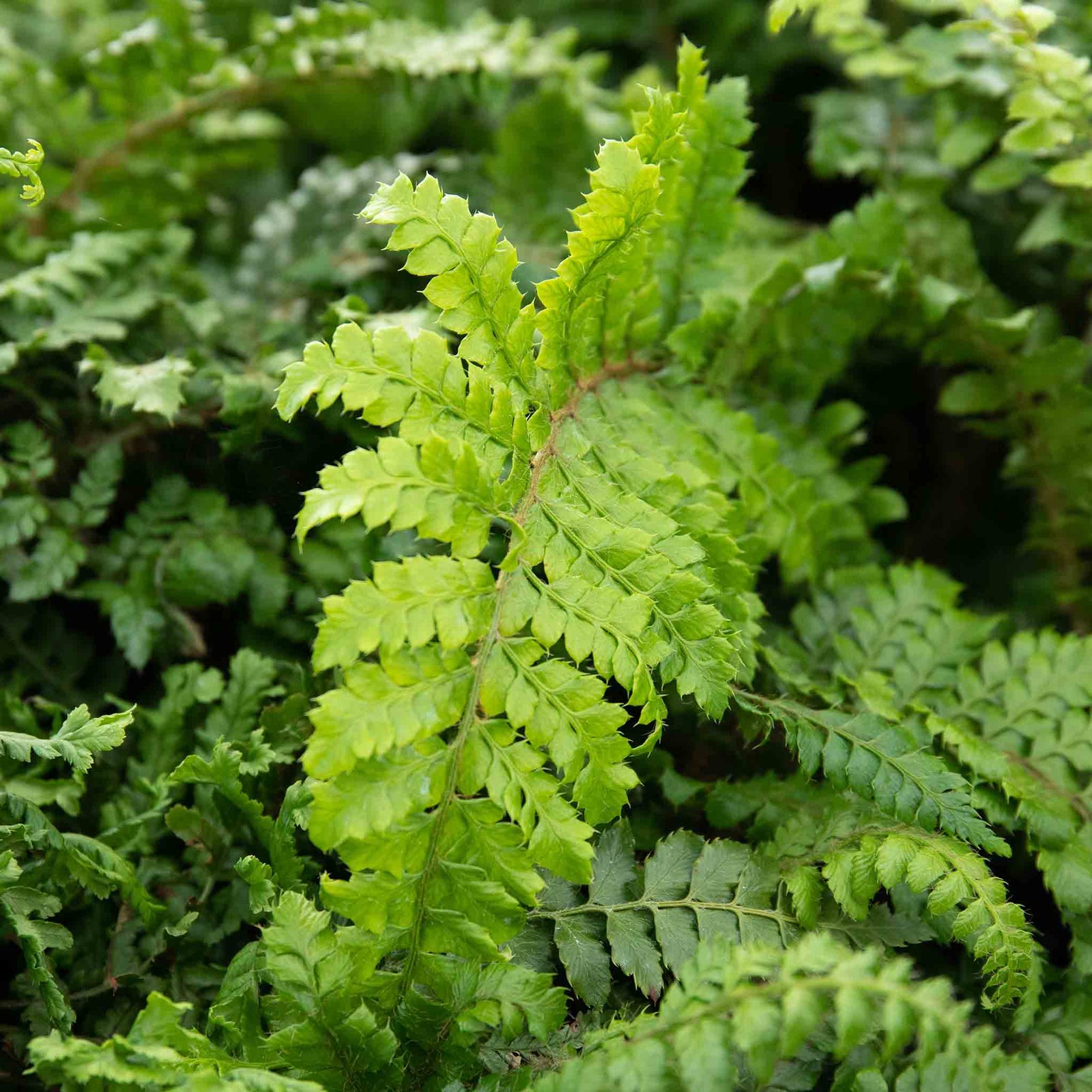 Japanese Lace Fern (evergreen, Rhs Agm) | 3 x 7cm Plants | Green