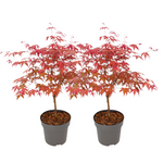 Japanese Maple - Acer Palmatum 'Beni Maiko' - Height 60-70cm - ⌀19cm | Set of 2 | Red