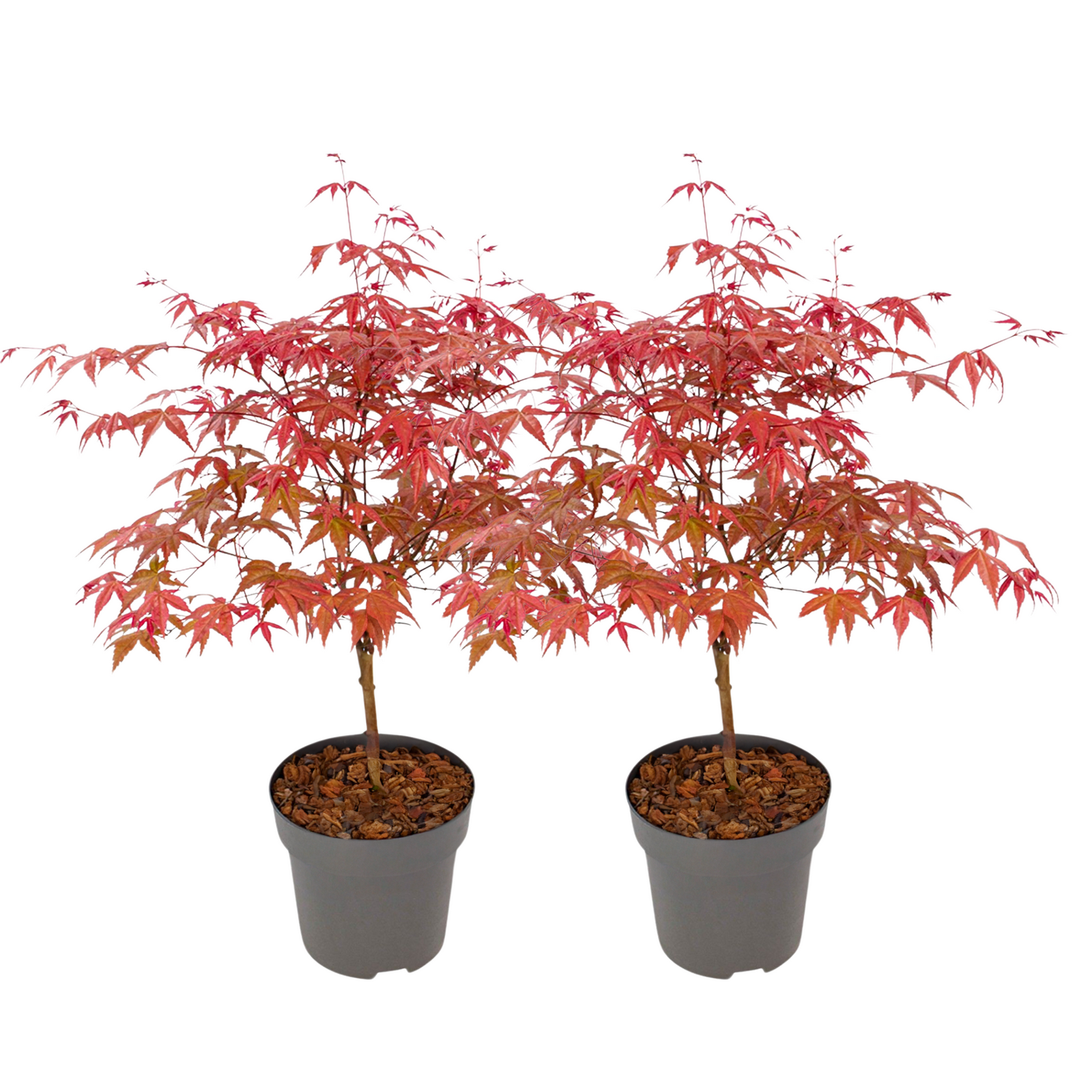 Japanese Maple - Acer Palmatum 'Beni Maiko' - Height 60-70cm - ⌀19cm | Set of 2 | Red