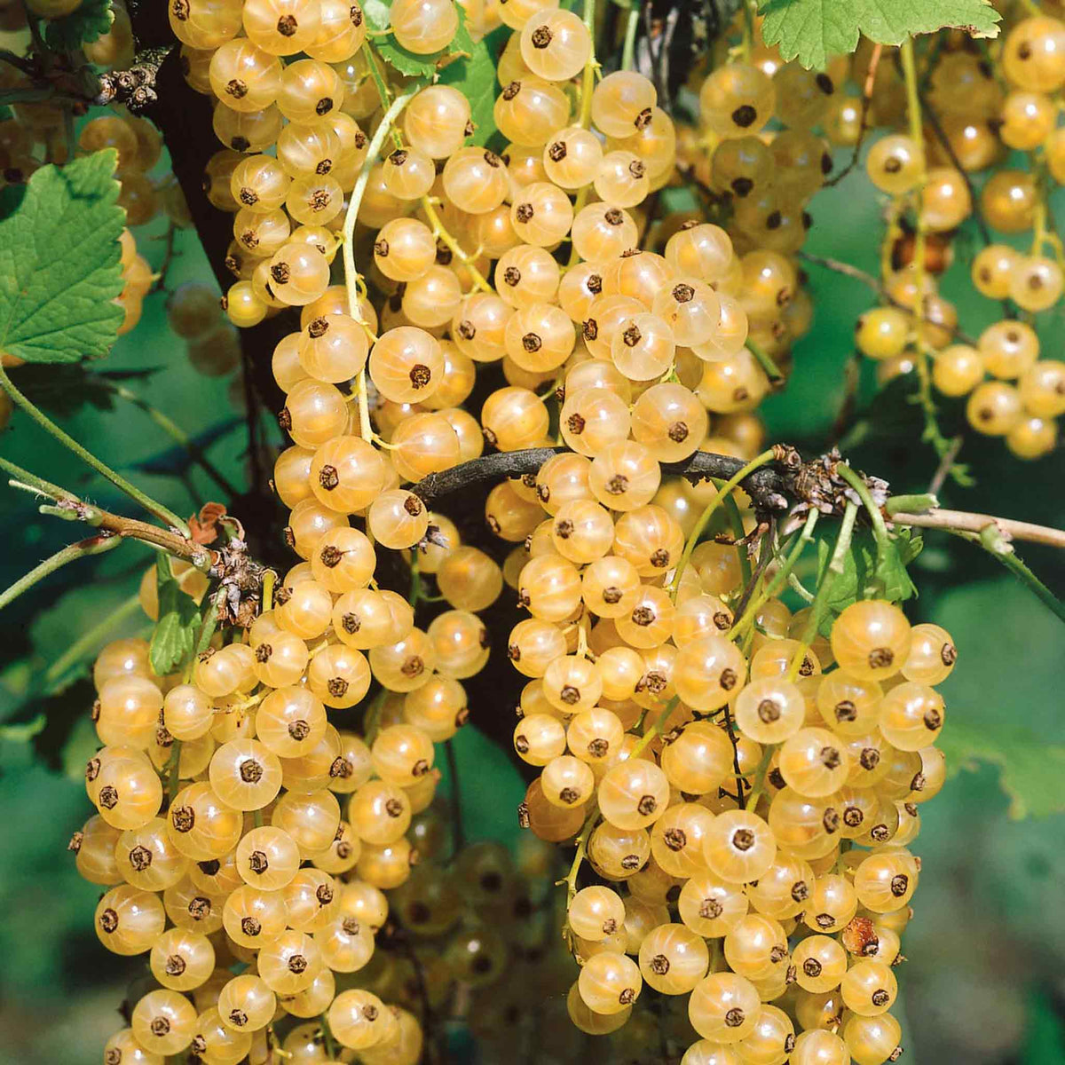 Whitecurrant 'blanka' Bare Root Fruit Plant Bare Root | Set of 3 | White