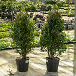 Pyramid Bay Tree (laurus Nobilis) - Evergreen Topiary For Pots & Doorways | 100cm | Green