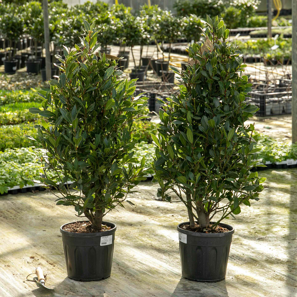 Pyramid Bay Tree (laurus Nobilis) - Evergreen Topiary For Pots & Doorways | 70cm | Green