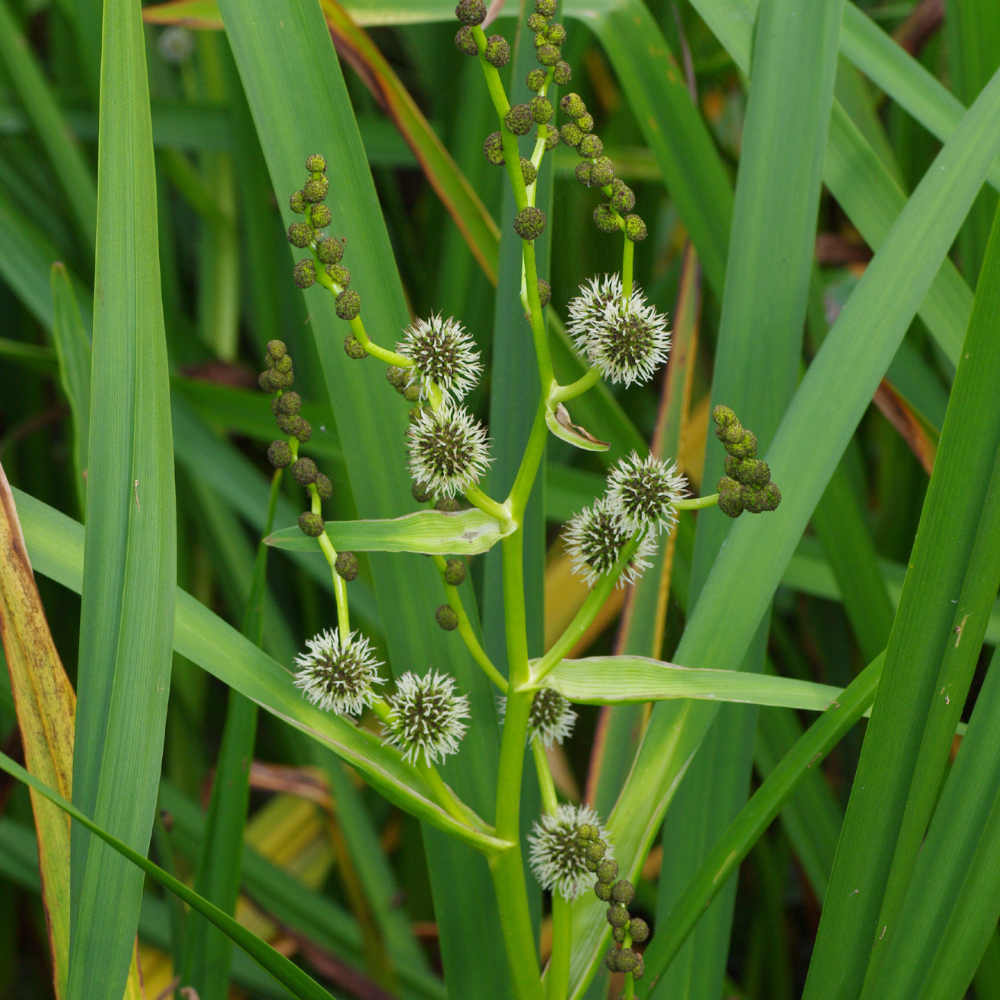 Sparganium Erectum - Branched Bur Reed Marginal Pond Plant - 9cm Pot