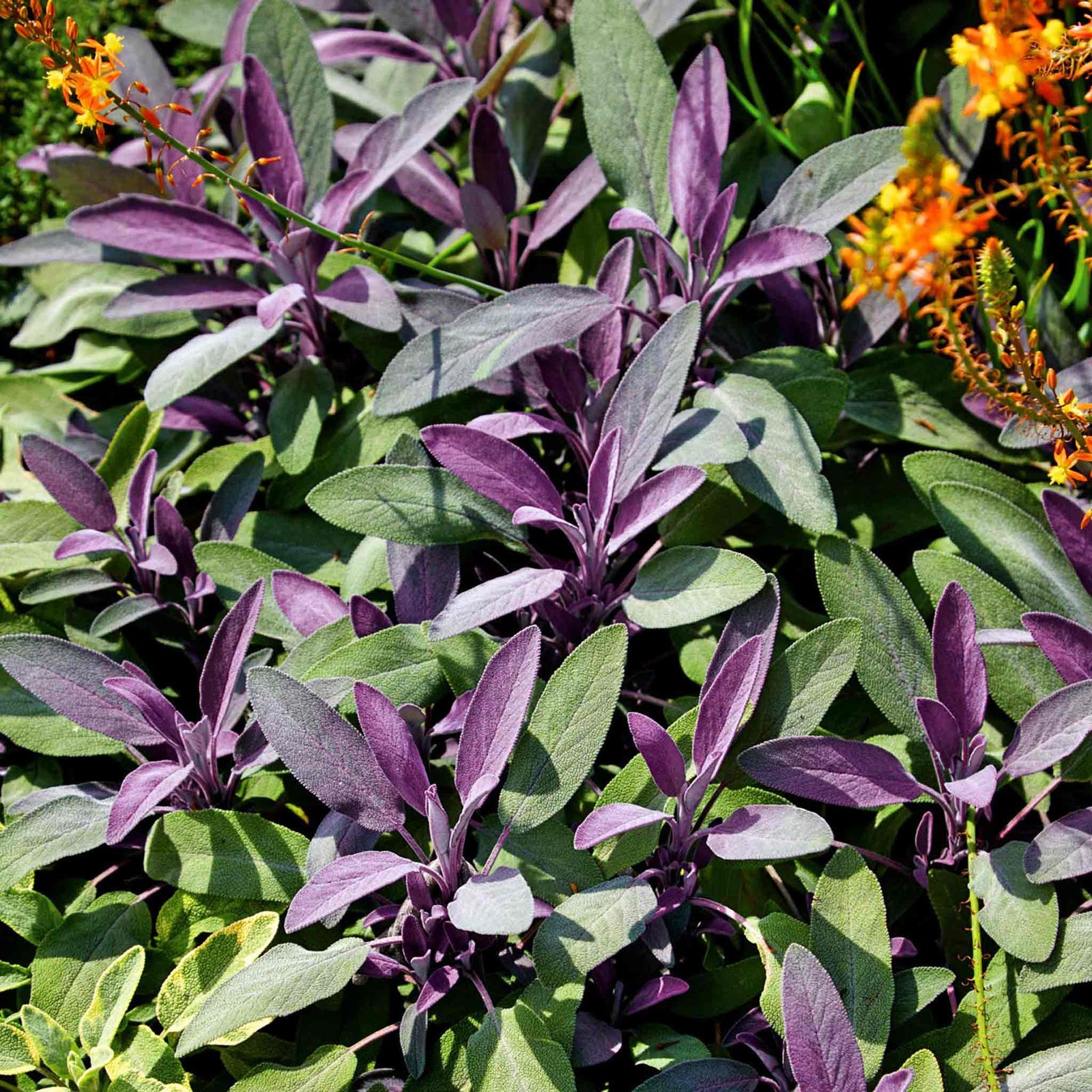 Sage 'purpurascens' (purple Sage) 1l Pot | 1 x 7cm | Green & White