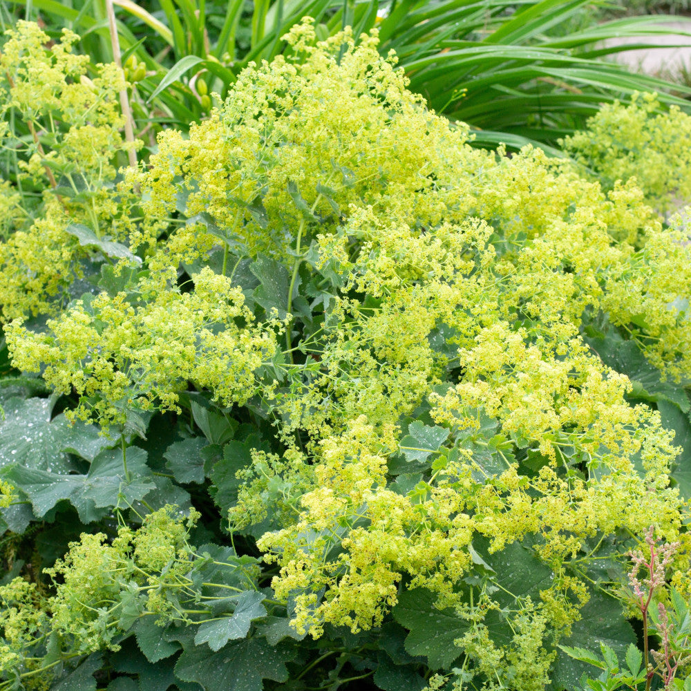 Hayloft Alchemilla Mollis Thriller - 3 Young Plants