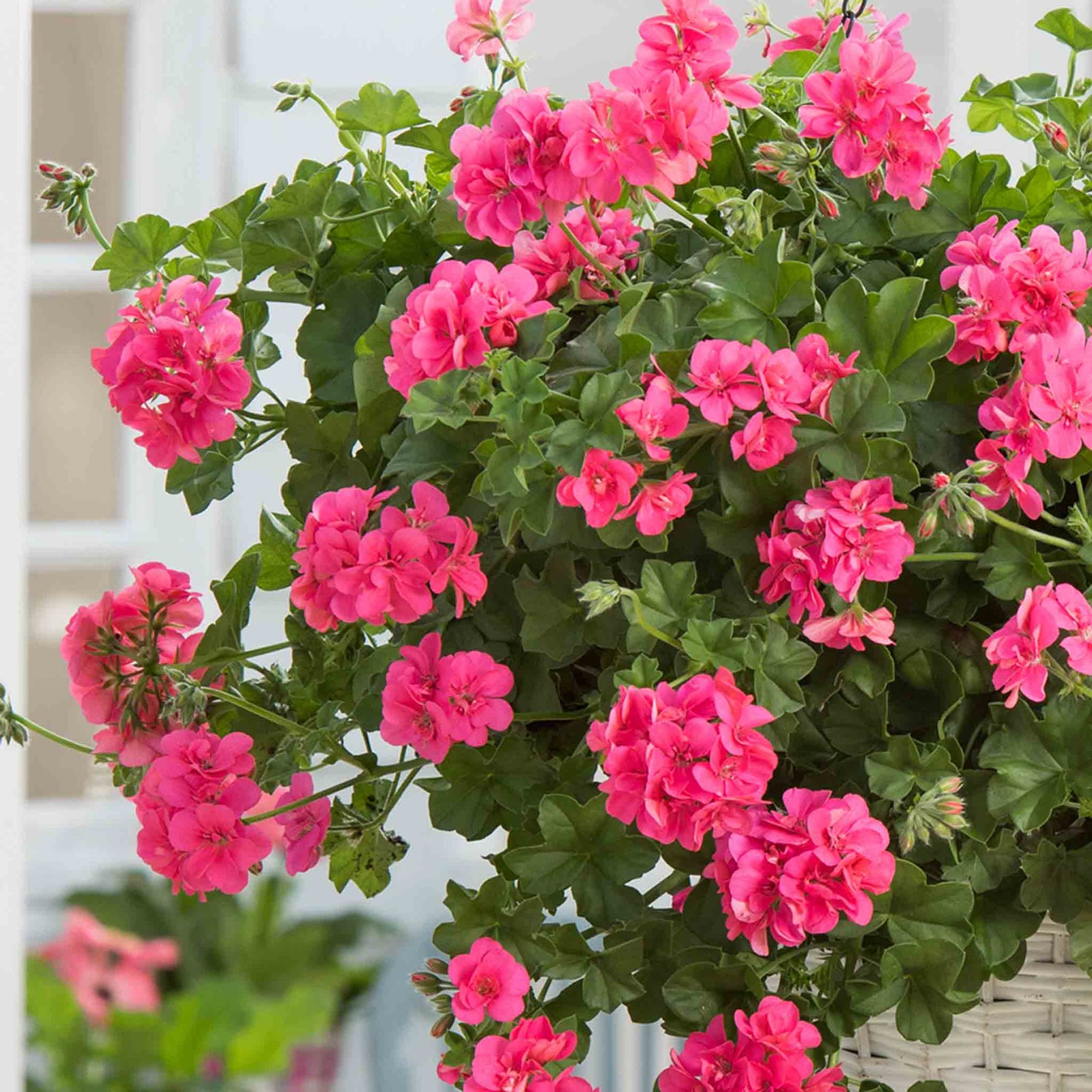 Geranium 'sunflair Linda Pink' - Trailing Ivy-leaf Pink | 12 x Plug Plants | Pink