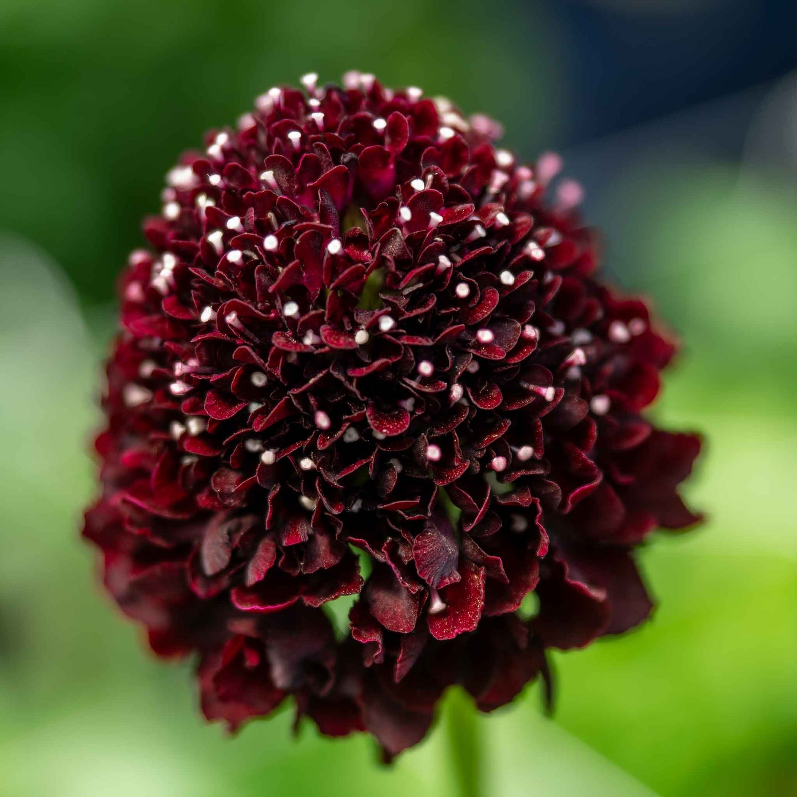 Scabious 'scoop Collection' - Purple, Raspberry And Blackberry Plug Plants | 12 x Plug Plants | Red