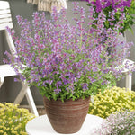 Nepeta 'walker's Low' - Low-growing Pollinator-friendly Catmint | 6 x Jumbo Plugs | Purple
