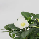 Christmas Rose - Helleborus Niger 'mont Blanc' - Height 20-30cm - ⌀12cm | Set of 6 | White