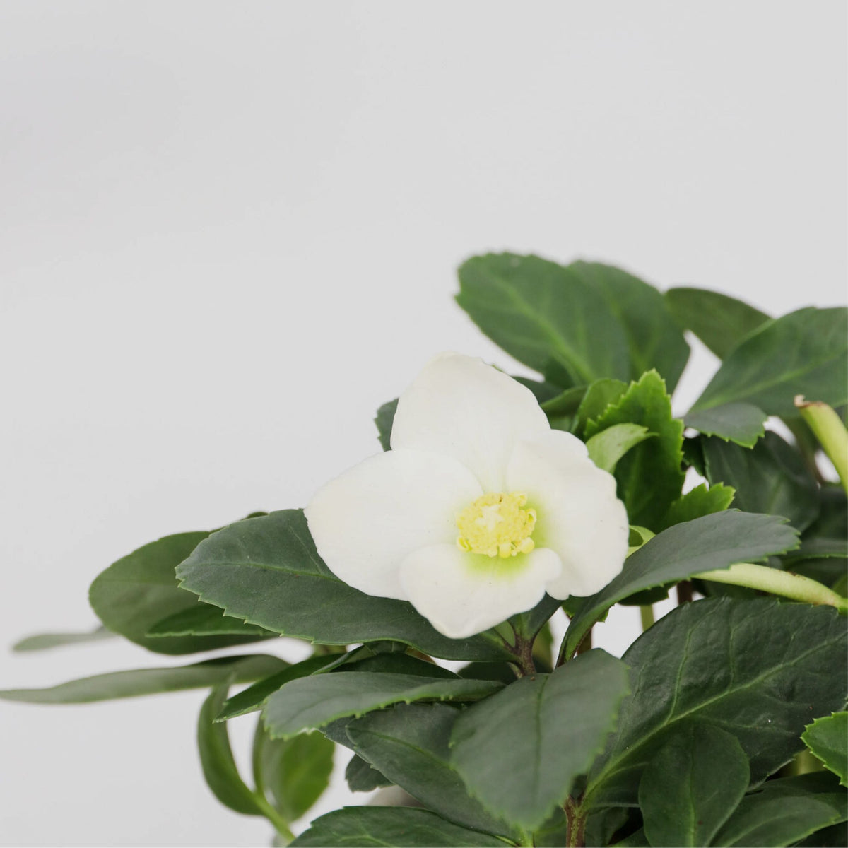 Christmas Rose - Helleborus Niger 'mont Blanc' - Height 20-30cm - ⌀12cm | Set of 6 | White