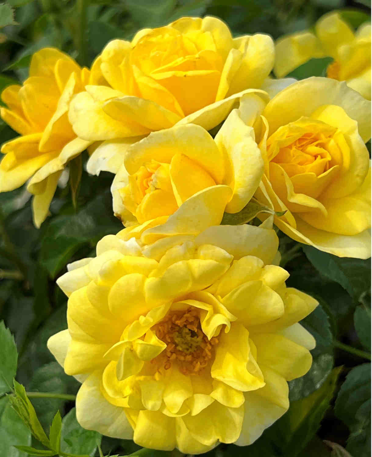 Rosa 'isn't She Wonderful' - 9cm Pots | 1 x 9cm | Yellow