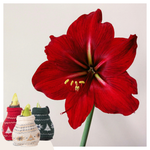 Amaryllis - 3 Pcs. - Hippeastrum 'christmas Sweater' - Flower Bulb - Red