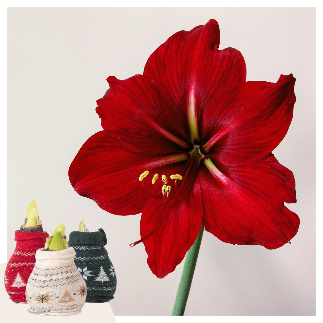 Amaryllis - 3 Pcs. - Hippeastrum 'christmas Sweater' - Flower Bulb - Red