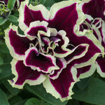 Hayloft Petunia Tumbelina Marbled Collection - 18 Young Plants 6 Of Each