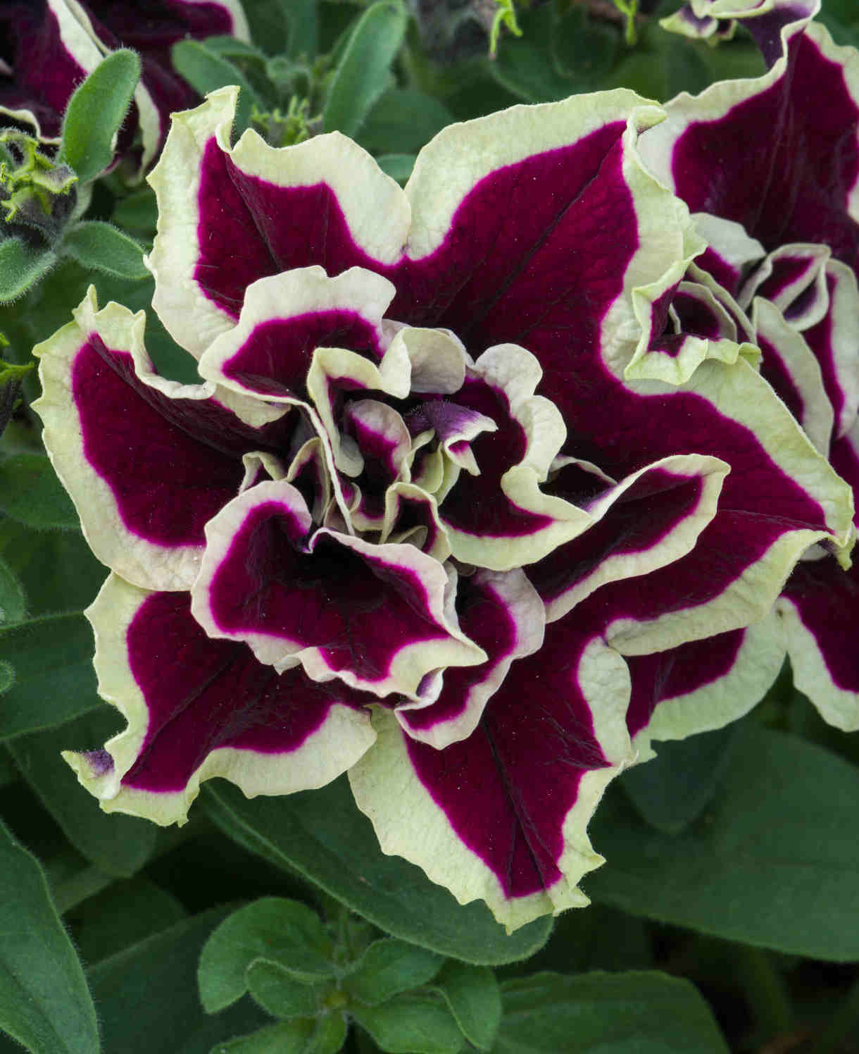 Hayloft Petunia Tumbelina Marbled Collection - 18 Young Plants 6 Of Each