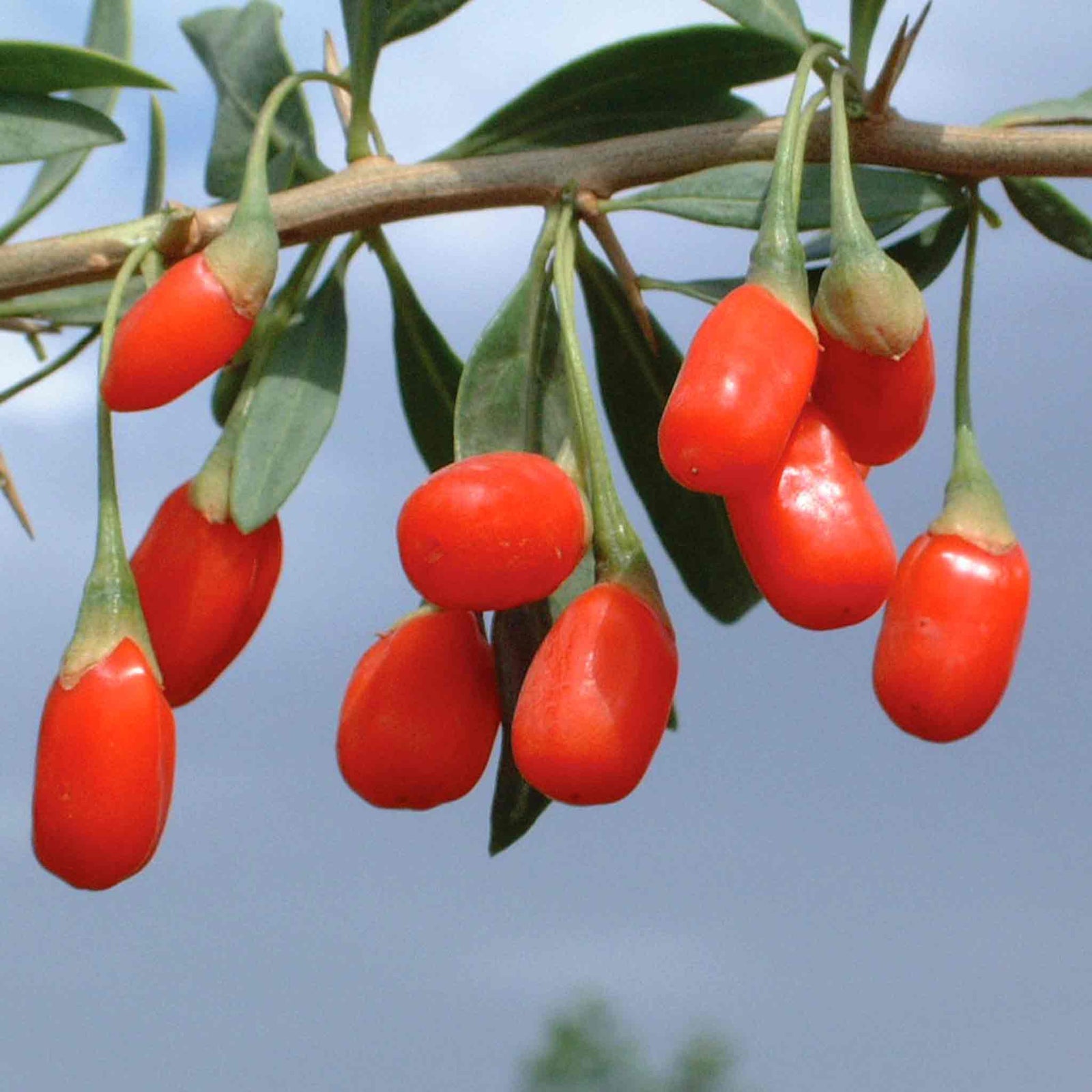 Goji Berry Plant - Hardy Perennial | 1 x 9cm | Red